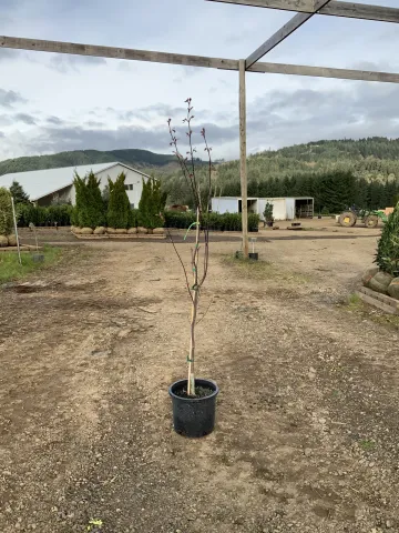 Acer palmatum 'Emperor 1' #3