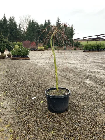 Acer palmatum 'Ryusen' #10.JPG