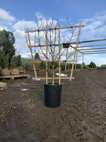 acer_palmatum_'shaina'_espalier_#5