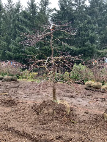 Acer palmatum dissectum 'Crimson Queen' 4-5' 1-2inch