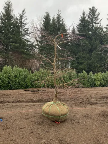 acer_palmatum_dissectum_'tamukeyama'_5-6'_1-2inch