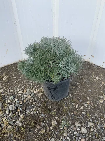 Andromeda polofolia 'Blue Ice' #1.