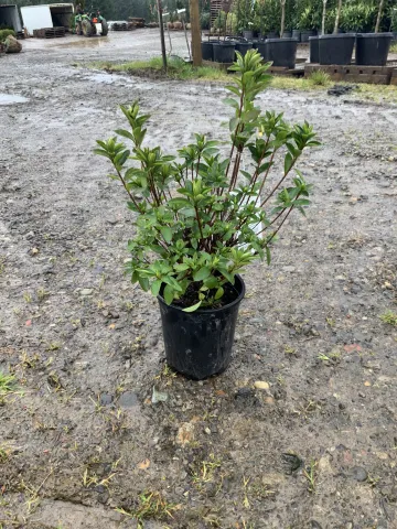 azalea_x_'elsie_lee'_#1.