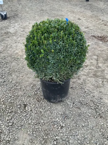 Buxus sempervirens #7 18" Globe
