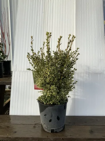Buxus sempervirens 'Aureo-variegata' #1