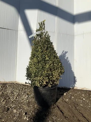 Buxus sempervirens 'Aureo-variegata' #5 Cone 18inch