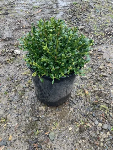 buxus_xChicago Land_#2