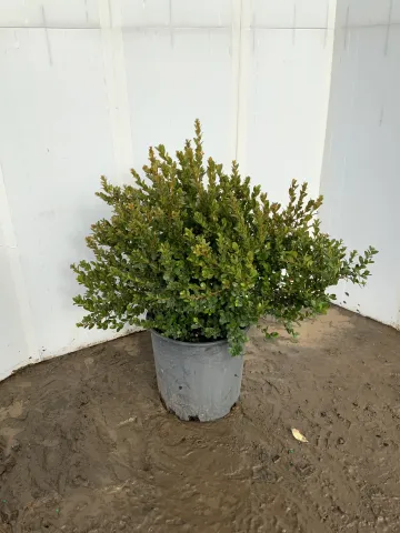 Buxus x 'BabyGem' #2