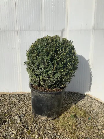 Buxus x 'Green Mountain' #7 18-21inch