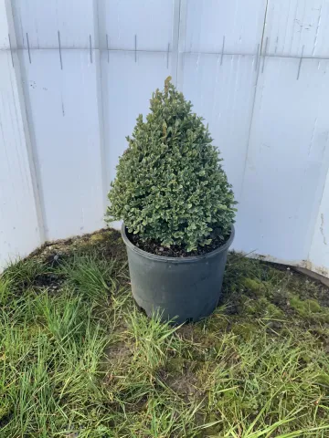 Buxus x 'Green Mountain' Cone #5