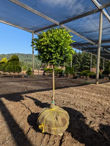 Buxus x Green Mountain 1 ball 12-15"