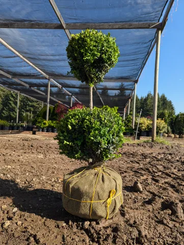 Buxus x Green Mountain 2 ball