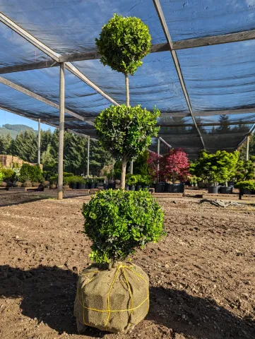Buxus x Green Mountain 3 ball