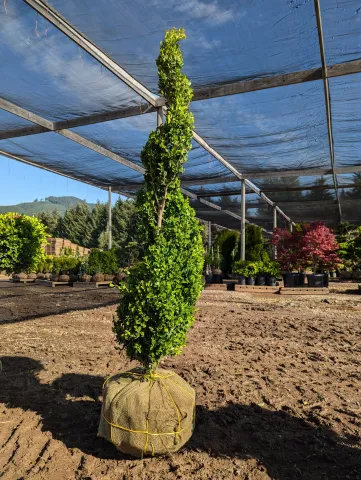 Buxus x Green Mountain Spiral 42-48