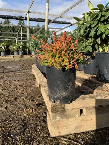 calluna_'multicolor'_#1