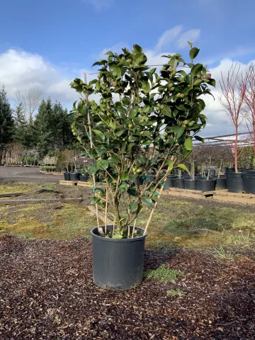 camellia_japonica_espalier_#7