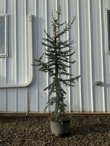Cedrus atlantica 'Glauca' #6