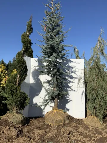 Cedrus atlantica 'Glauca' 9-10'