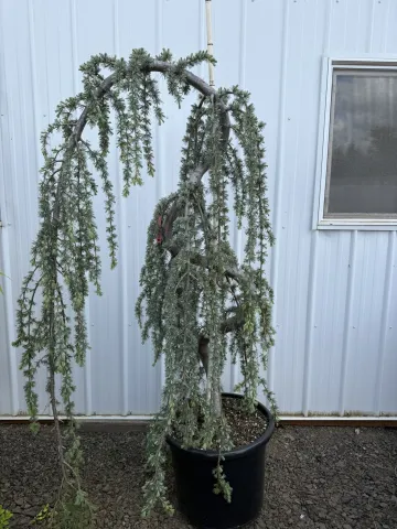 Cedrus atlantica Glauca Pendula Serpentine #20