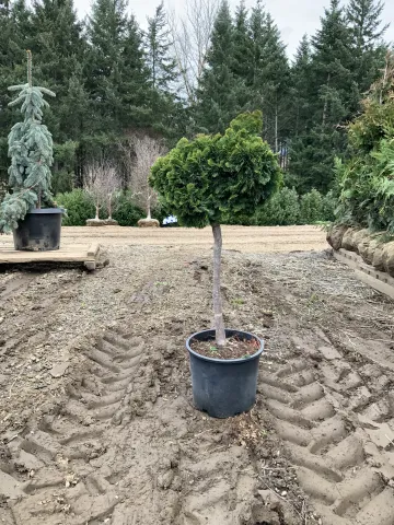 Chamaecyparis 'Nana-Gracilis' Standard #5