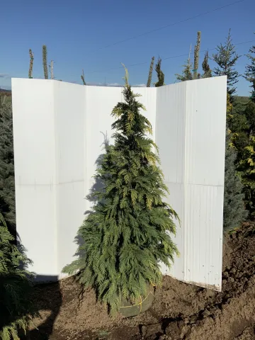 Chamaecyparis lawsonia 'Golden Showers' 4-5'