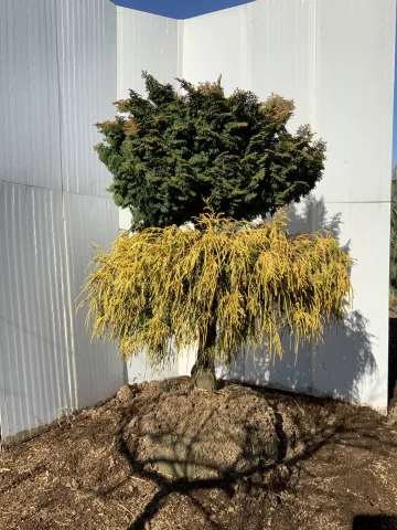 Chamaecyparis obtusa 'Kosteri''Golden Mops' 21-24inch