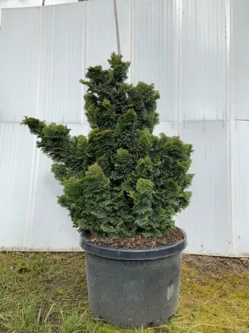 chamaecyparis_obtusa_'nana_gracilis'_#10