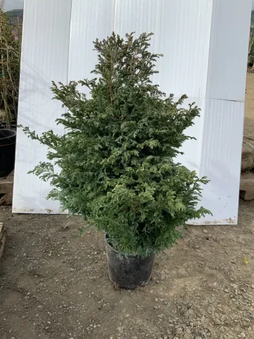 chamaecyparis_pisifera_'boulevard'_#3