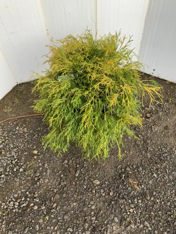 Chamaecyparis pisifera 'Kings Gold' #3