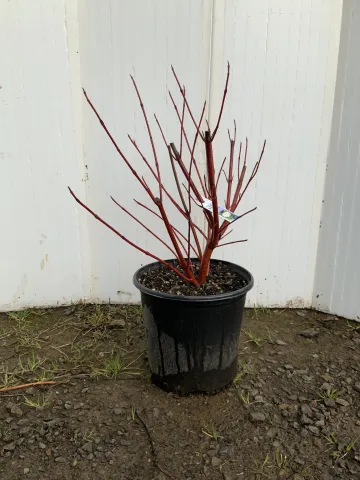 Cornus sericea 'Baileyi' #1