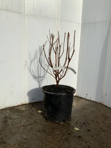 Cotinus coggyria 'Royal Purple' #3