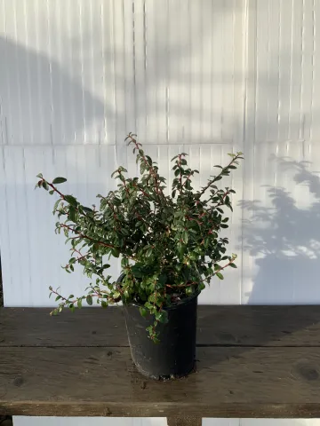 Cotoneaster dammeri 'Coral Beauty' #2