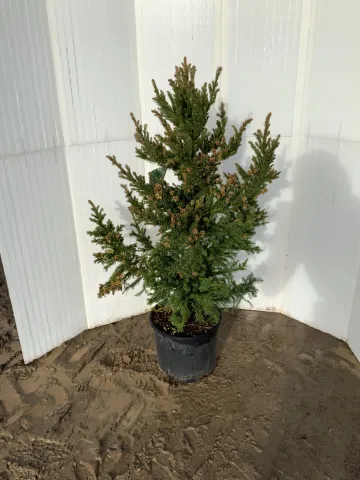 Cryptomeria japonica 'Black Dragon' #3