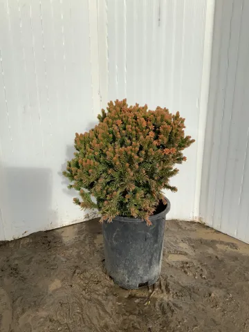 Cryptomeria japonica 'Dragon Warrior' #1