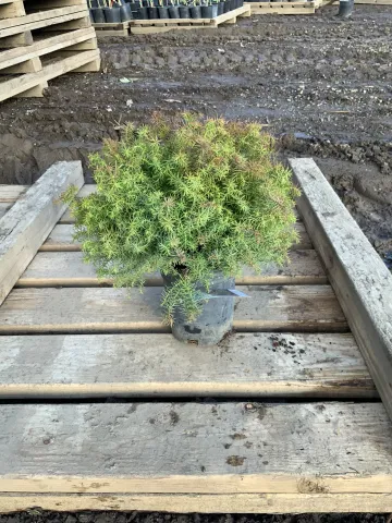 Cryptomeria japonica 'Mushroom' #1