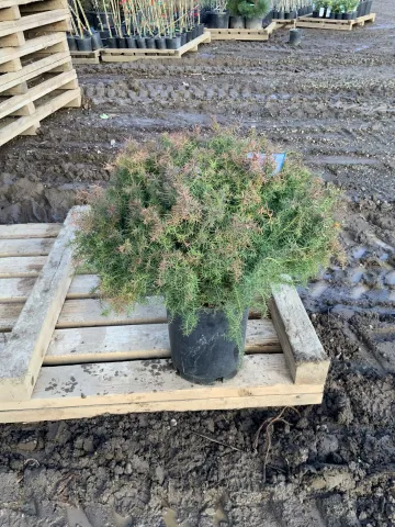 Cryptomeria japonica 'Mushroom' #5