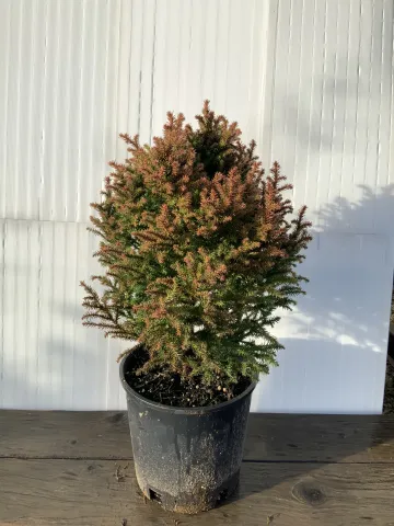 Cryptomeria japonica 'Nana' #2