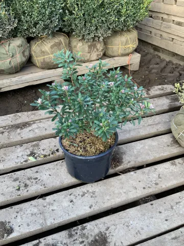 Daphne x translatlantica 'Eternal Fragrance' #2