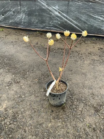 edgeworthia_chrysantha_#2