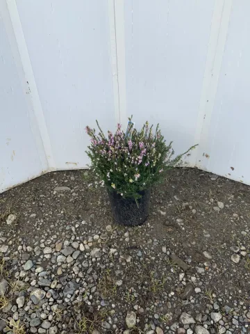 Erica x darleyensis 'Mediterranean Pink'  #1