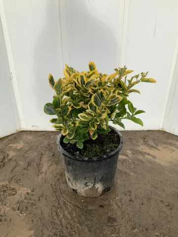 Euonymous japonicus 'Aureo-marginatus' #3