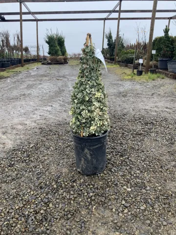 euonymus_fortunei_'emerald_gaiety'