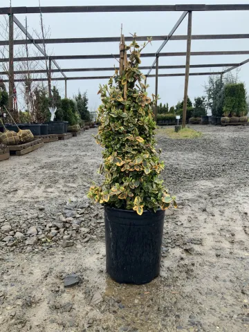 euonymus_fortunei_'winter_creeper'_#5.