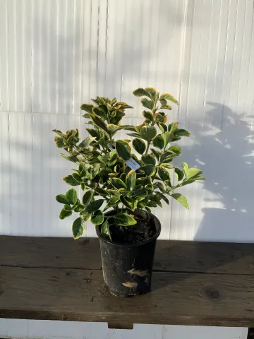 Euonymus japonicus 'Aureo-marginata' #5