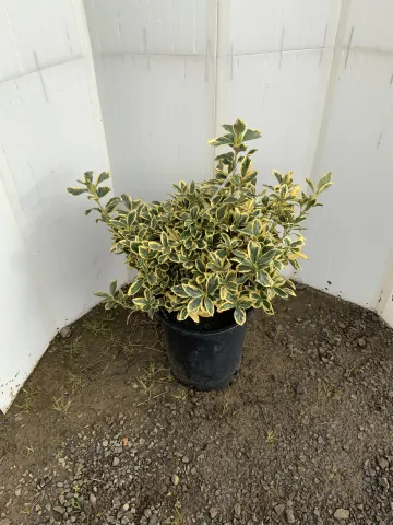 Euonymus japonicus 'Silver King' #5