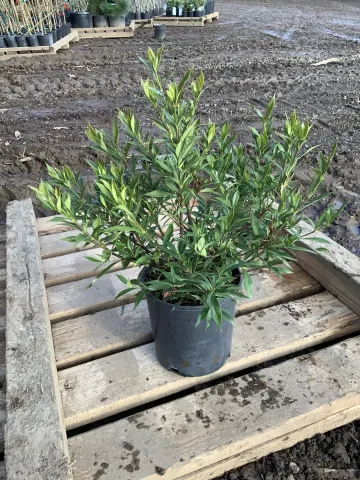 Gardenia jasminoides 'Frostproof' #2
