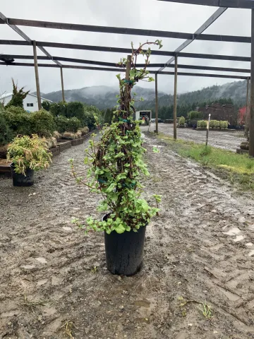 hydrangea anomala petiolaris #5