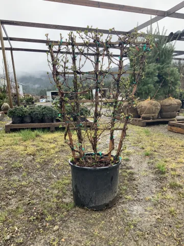 hydrangea anomala petiolaris #7