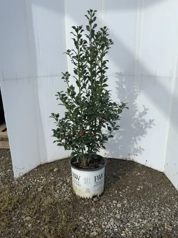 Ilex x meserveae 'Hachfee' #2