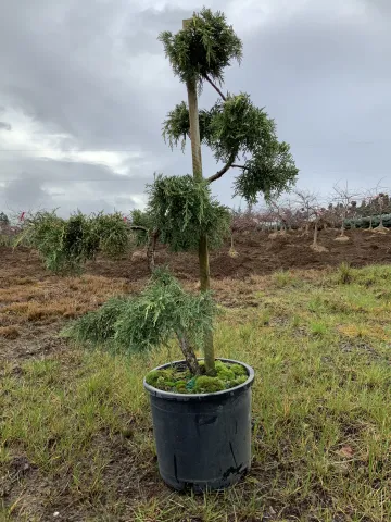 Juniperus c. 'Pfitxer. Aurea' #5 Topiary